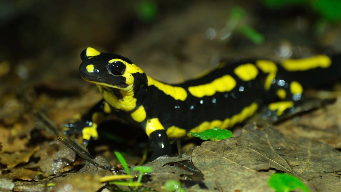 Salamandre tachetée 2