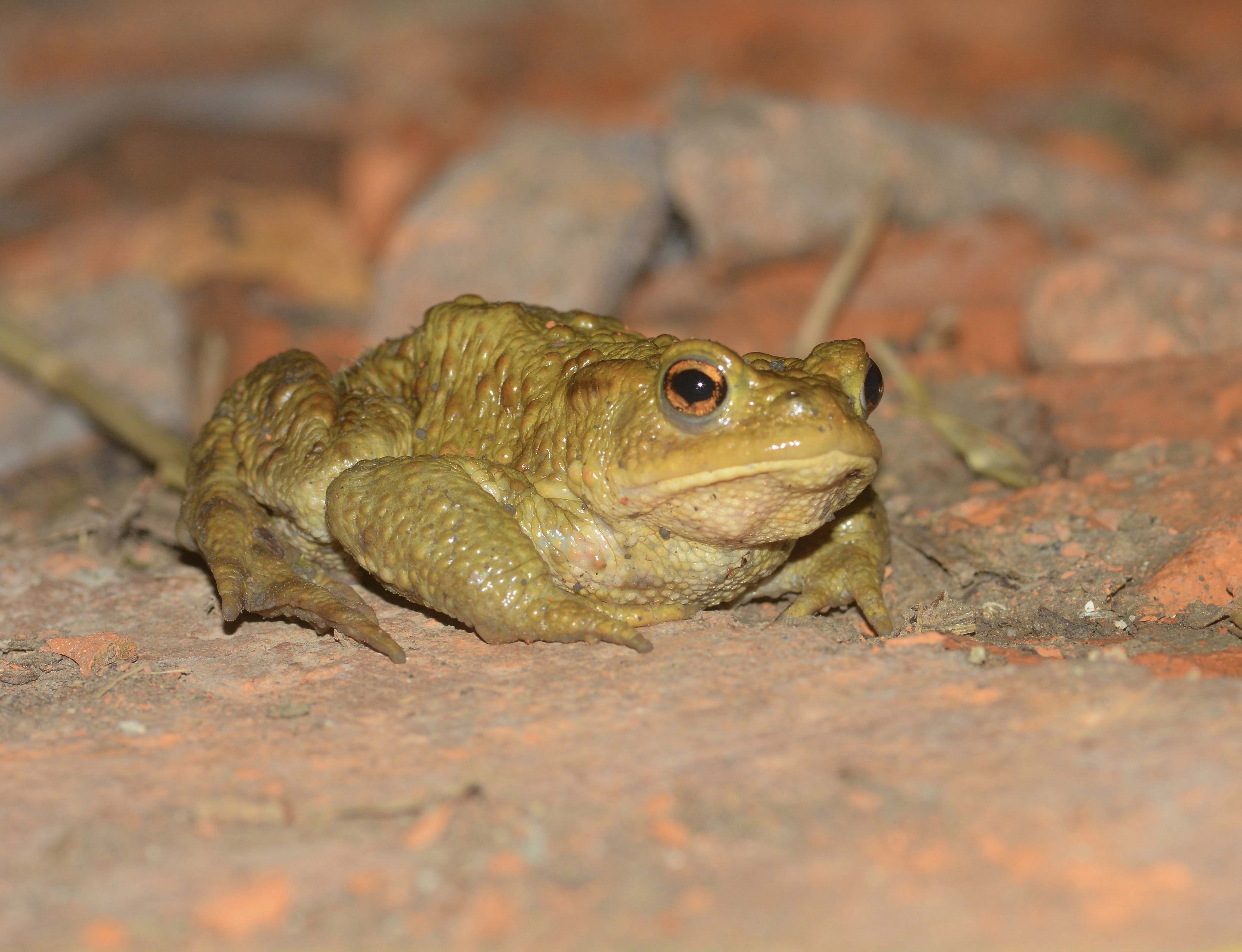 Crapaud commun