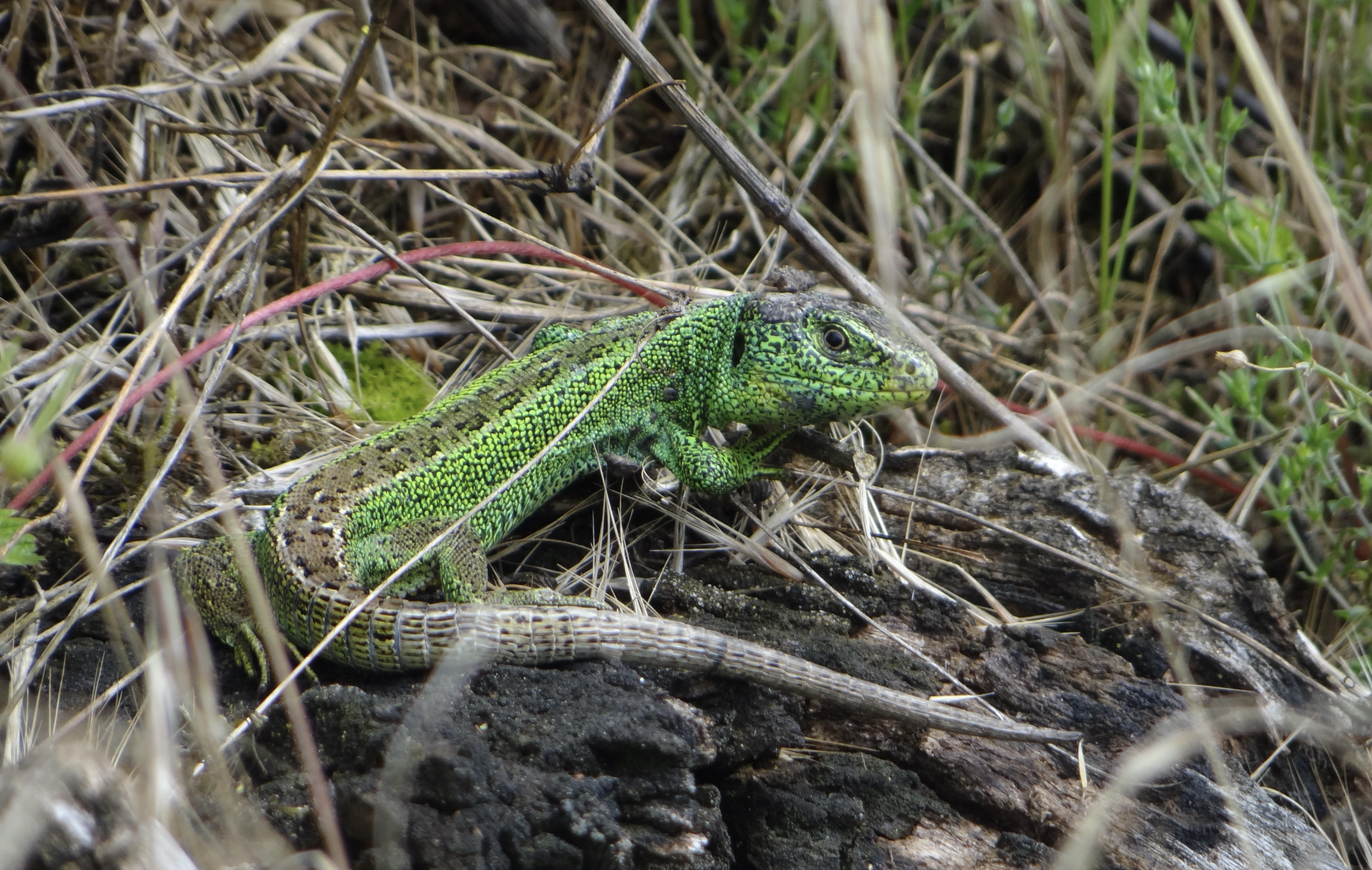 Lézard des souches