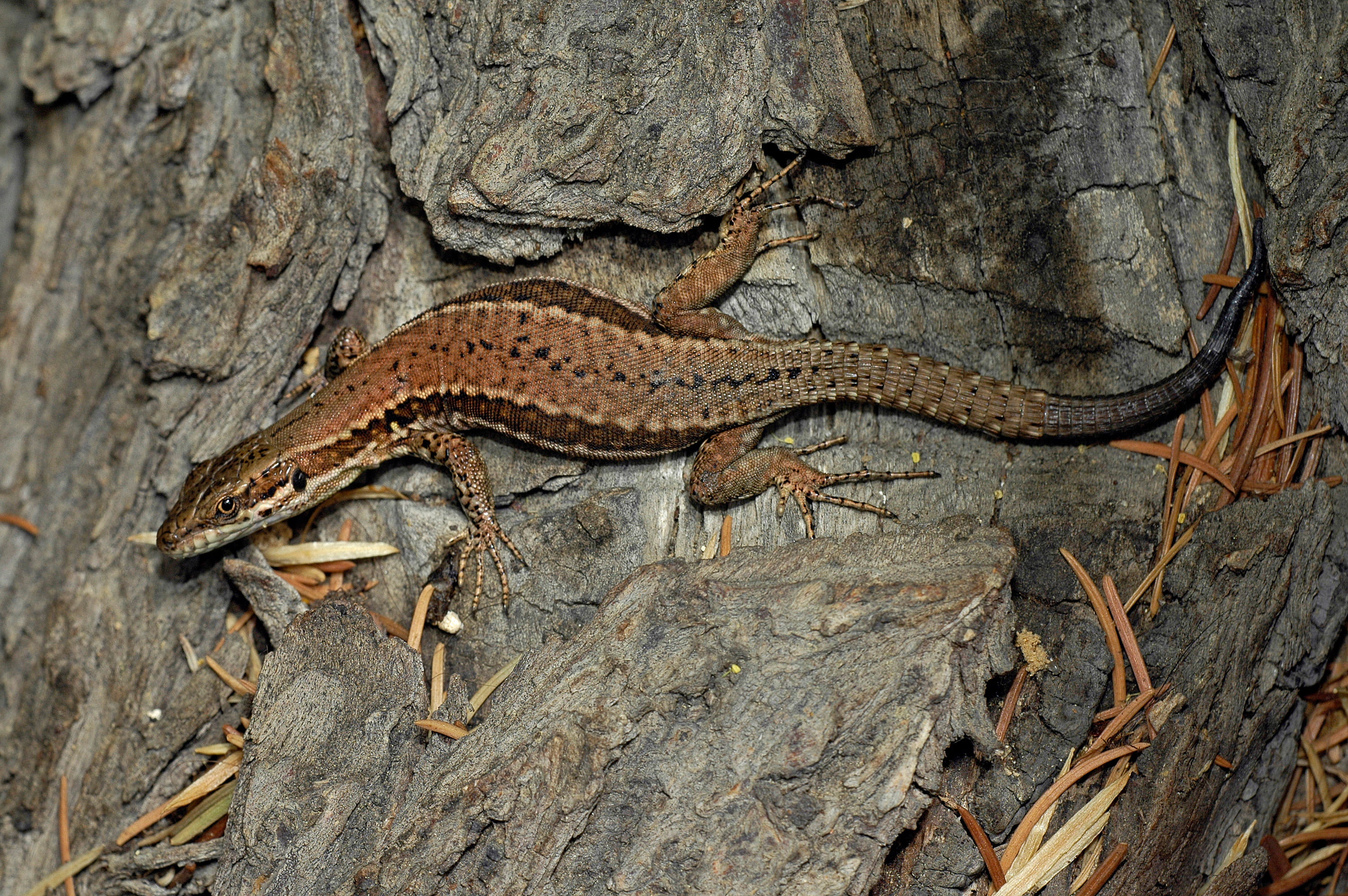 Lézard des murailles