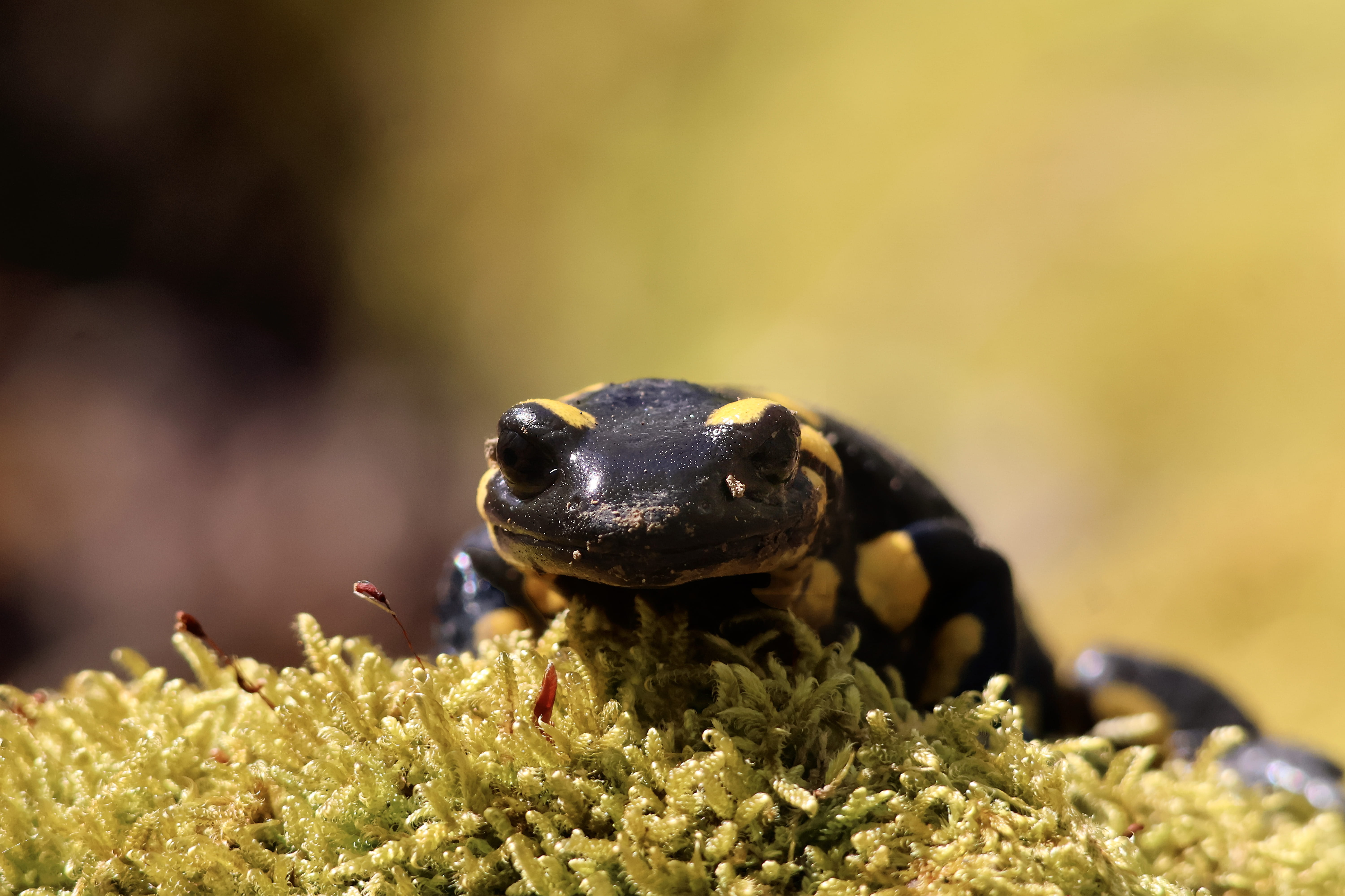 Salamandre tachetée 1