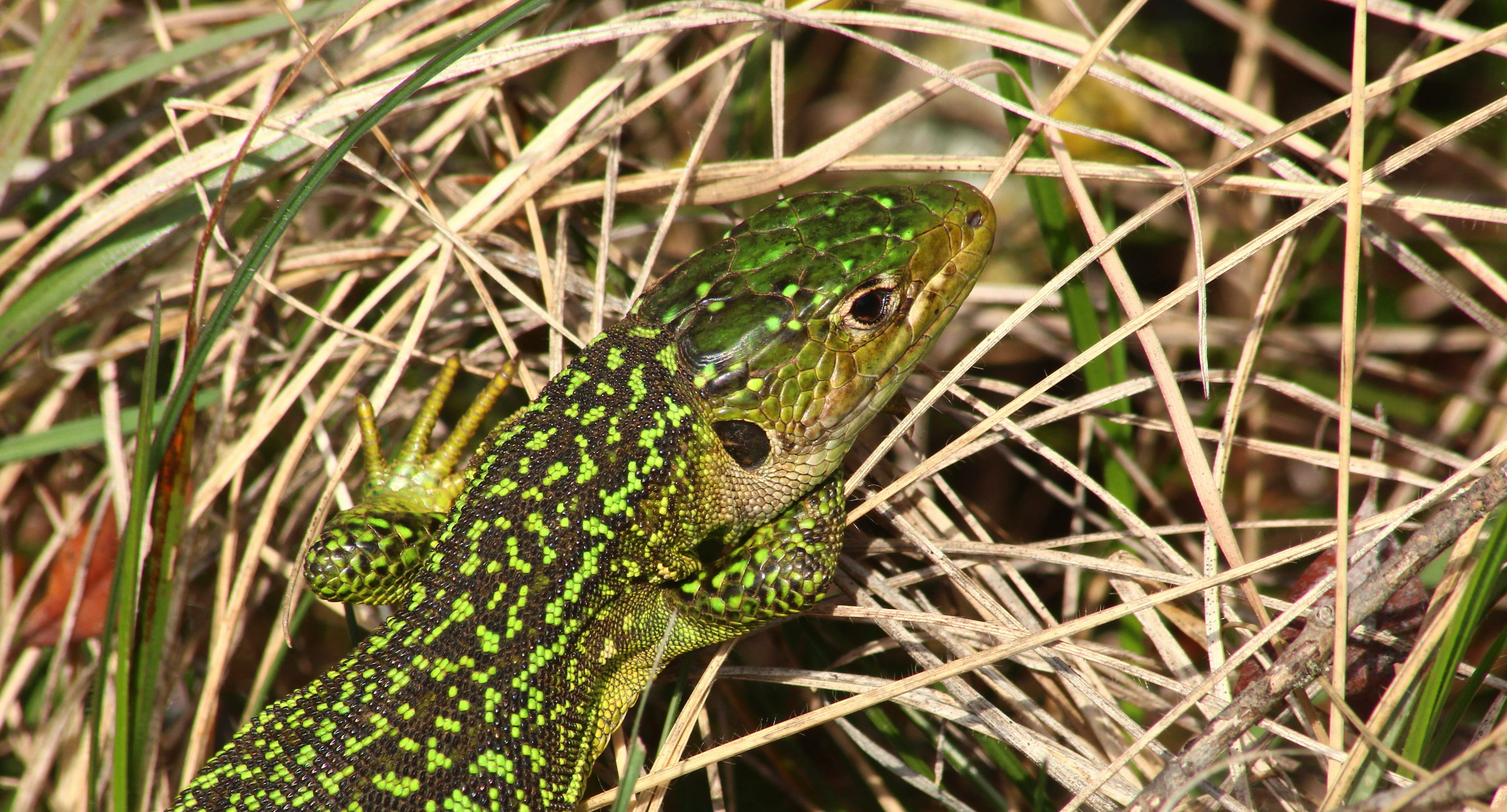 Lézard à deux raies 1