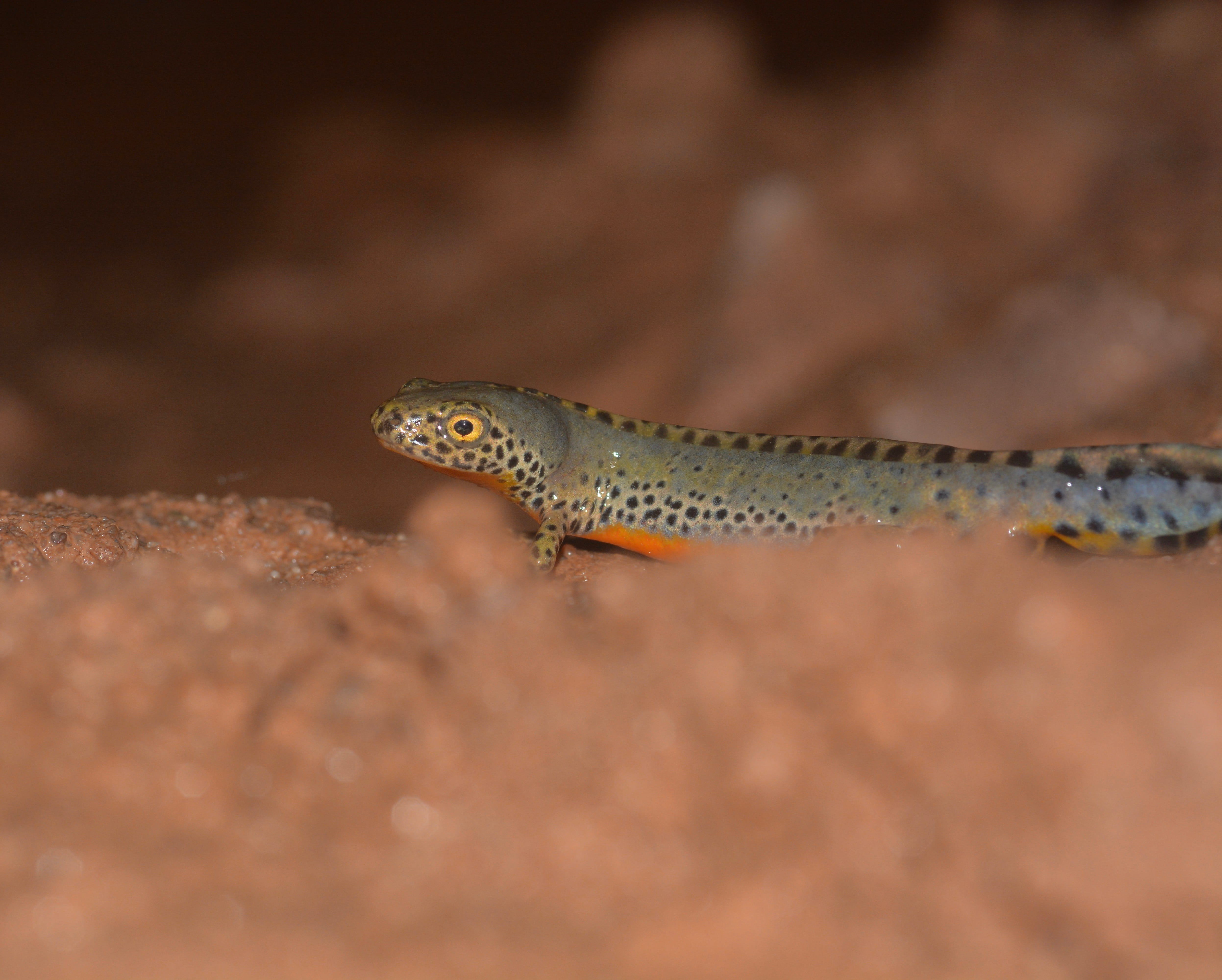 Triton alpestre 1