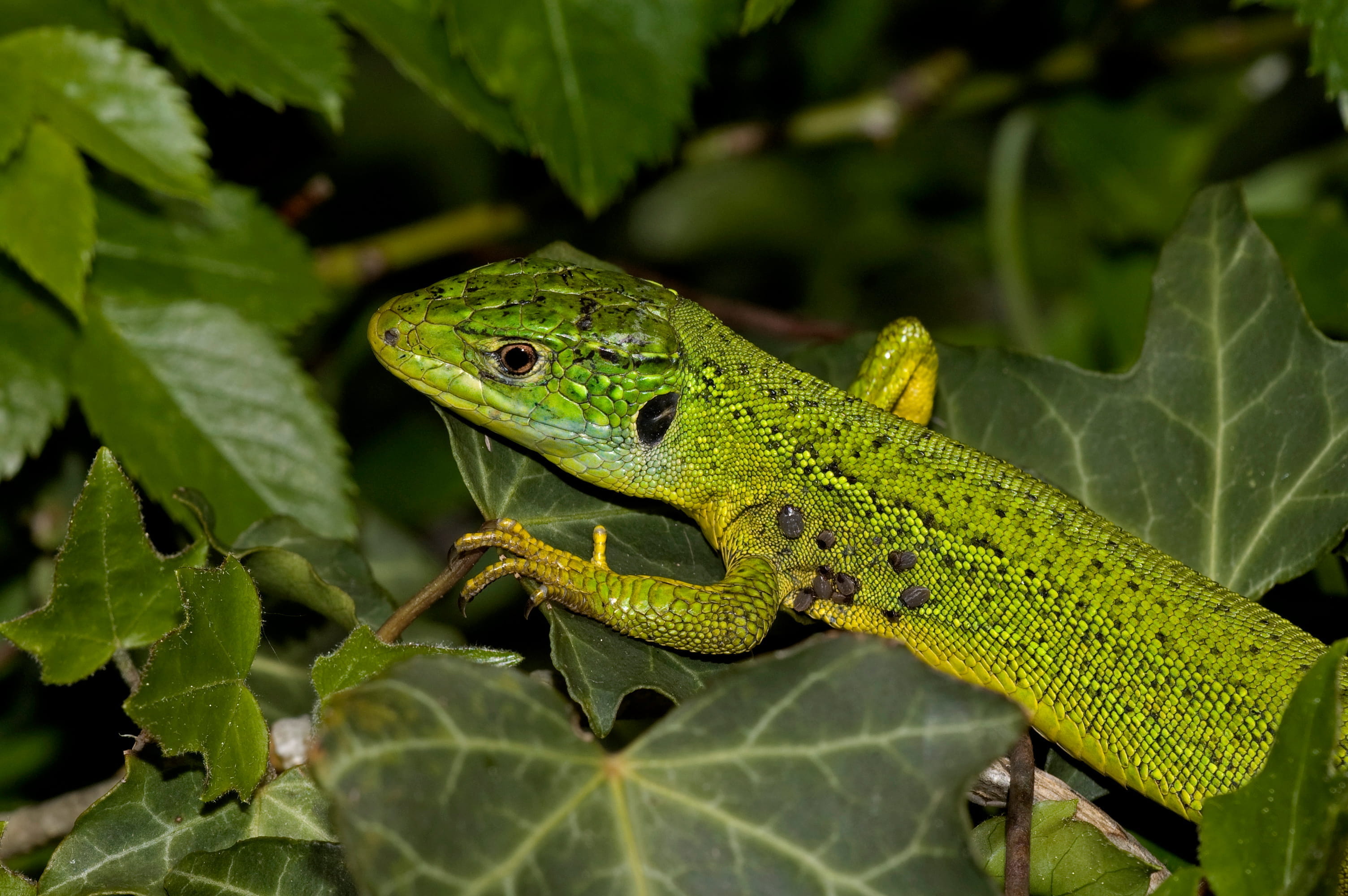 Lézard à deux raies 2