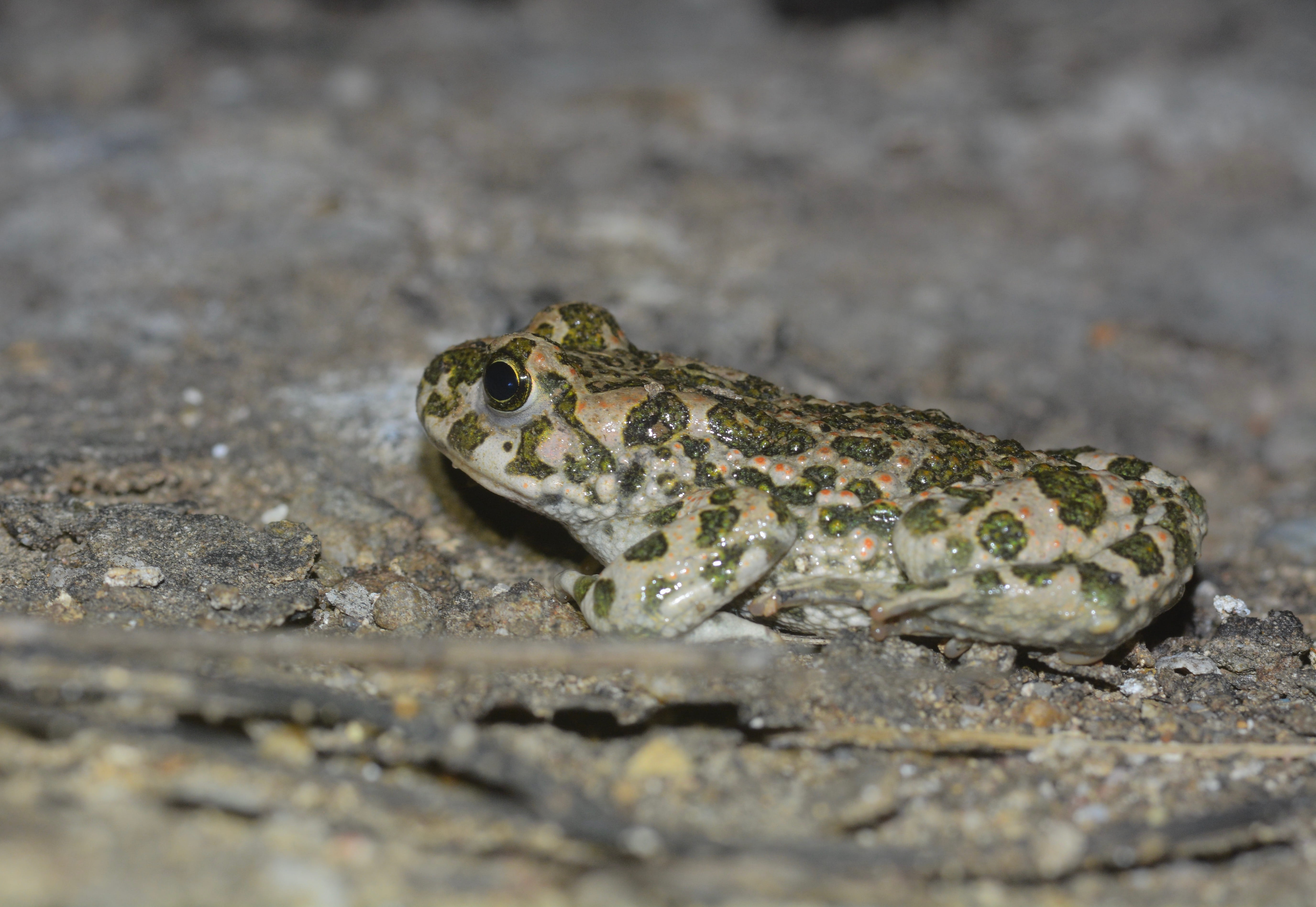 Crapaud vert